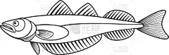 牙鳕,轮廓,鱼类,分离着色,白色背景,海洋生命,背景分离,成分,餐馆