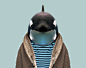 Killer Whale - Oscines Orca