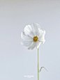 白色波斯菊 格桑花
