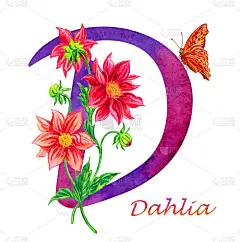 字母D代表大丽花