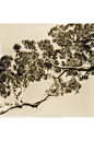 Kara Rosenlund - The making of my new ‘Ode to Olive Cotton’ Print Collection