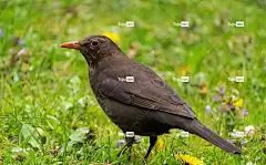 鸟 画眉 野生动物 喙 羽毛 钢笔 自然 墙纸 高清壁纸 背景