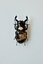 日本艺术家 Akihiro Higuchi 在甲虫上绘制日本传统图案，呈现出别样的复古气质。 ​​​​