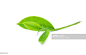 Close-Up Of Fresh Tea Leaves Against White Background : 圖庫照片