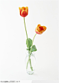 花的彩绘-花瓶中的郁金香高清桌面图片素材