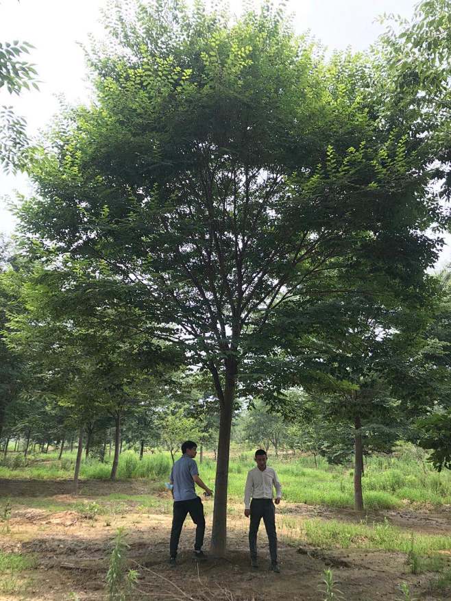 榉树