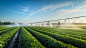 vikki08_a_photo_about_fieldvegetableagriculturesprinklersspraye_871457e7-8403-4be8-928b-a11f2087fe5a.png (1456×816)