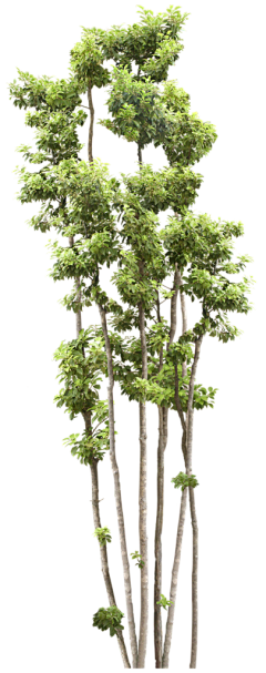 植物乔木png-花瓣网|陪你做生活的设计师 | 榆叶梅1