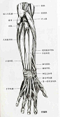 [转载]艺用人体解剖