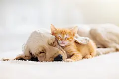 点击来源直接获取大图文件 |猫和狗在睡觉。小狗和小猫在睡觉。 