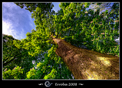 Liwenxuang采集到50 Beautiful Examples of Tree Ph