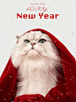 毛孩子的新年开运照来啦！～