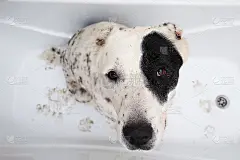中亚牧羊犬洗澡。狗在洗泡泡浴。Alabai梳理狗。