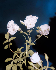 种瓜的猴采集到花花草草