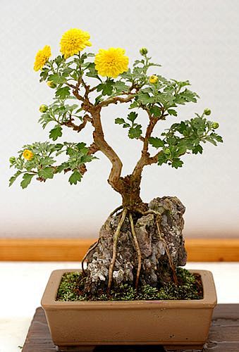 bonsai | Flickr
#盆景#