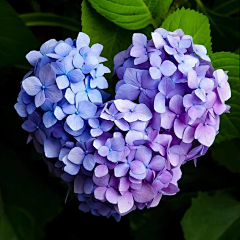 狸花一只春带雨采集到花