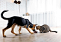 Is-Cat-Food-Bad-For-Dogs-scaled