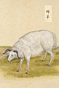动物图鉴●绵羊