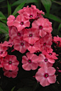 First Editions® Coral Crème Drop™ Phlox, Phlox paniculata 'Ditomdre' PP20,907.  Full sun, Zone 4-8, 18-22" t x 18-24" w.  Lovely coral blooms with rosy eyes. The most mildew resistant phlox to date. Coral Creme Drop will bring months of tantaliz