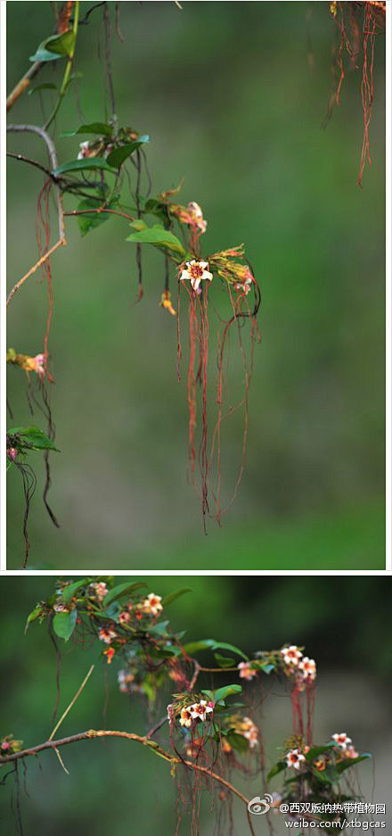 垂丝金龙藤 Strophanthus p...