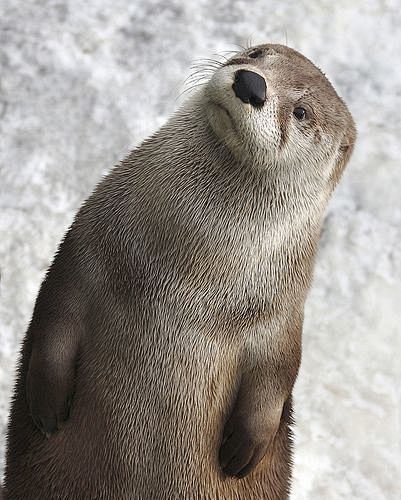 Hello Otter! | Anima...