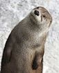 Hello Otter! | Animals | Pinterest