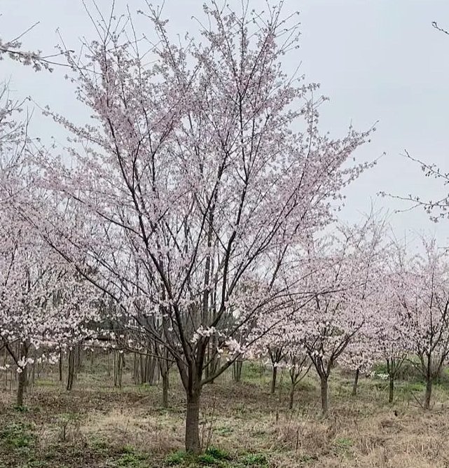 日本早樱A