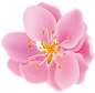 春分装饰元素手绘粉色桃花樱花