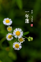 野花，不炫耀地盛放