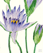 那个夏天，我和我的那些花儿_创意汇