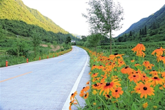 刘小二的2采集到道路植物