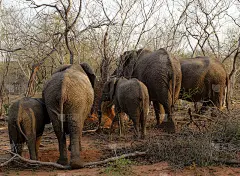 在南非热带大草原狩猎时大象的背部
