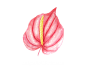 夏季五颜六色的水彩热带花卉 tropical-flower-21