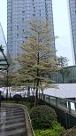 小叶榄仁