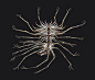 ds3-sewer-centipede-concept