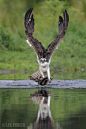 An Osprey grabs a rainbow trout at first light in the Scottish highlands. by  Lee Fisher