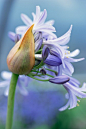 Agapanthus 'Morning Star' 百子莲"晨星"