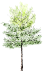 watercolor tree: 
