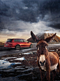 Volkswagen Animales : Montaje de seis visuales Volkswagen 4motion, con imágenes de diferentes animales