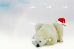 北极熊 彩虹 圣诞老人的帽子 云 熊 睡眠 睡觉 休眠 冬眠