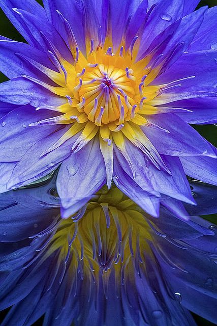 ~~Water Lily Sunrise...