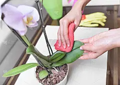 给室内植物掸灰尘。