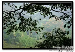 山楂树  红山楂