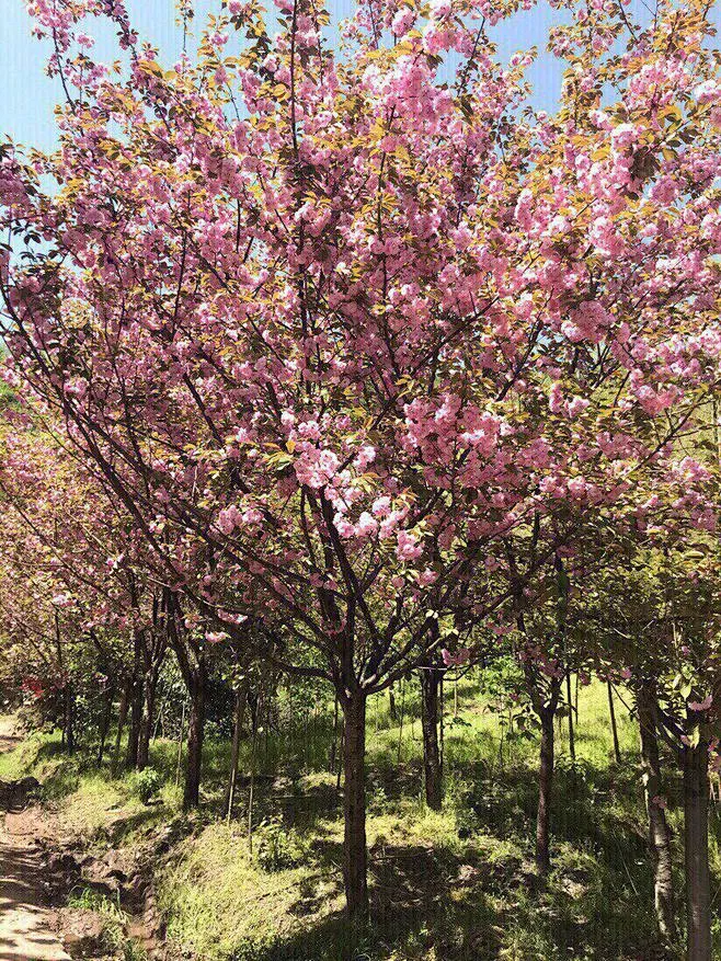 日本晚樱-花瓣网