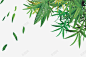 露珠绿叶竹子竹叶漂浮小清新端午节 创意素材