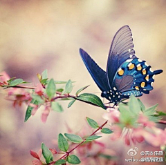 ~一抹新绿~采集到蝶恋花