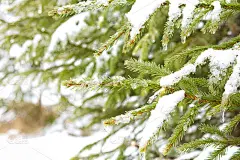 冬季仙境背景。雪杉树的冬天卡