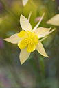 Aquilegia chrysantha Yellow Queen 黄花耧斗菜"黄皇后"