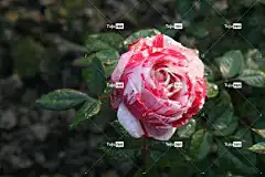 斑 玫瑰 盛开 开花 花壁纸 玫瑰花 自然 花的 多彩多姿的