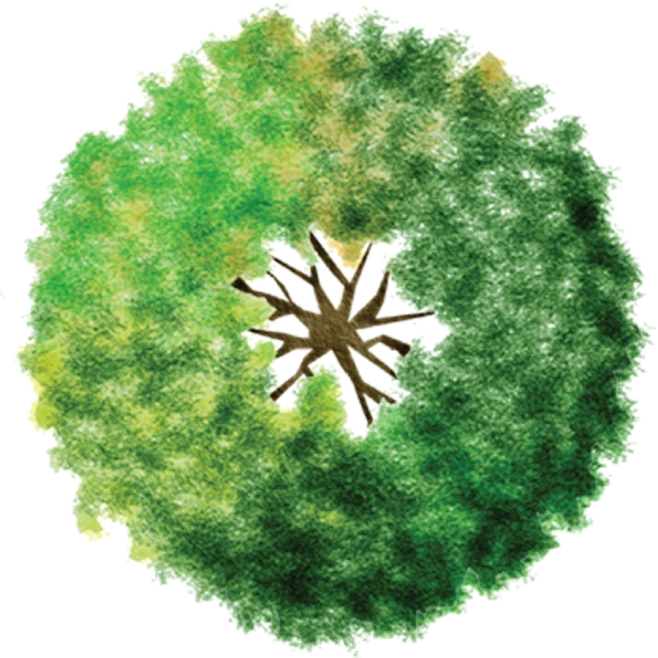 Tree_Plan_E-05-花瓣网